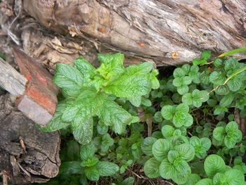 High angle view of plant growing on land