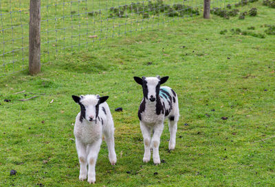 Portrait of horses in a field