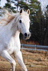 Horse standing in ranch