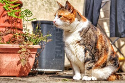 A beautiful cat in the garden