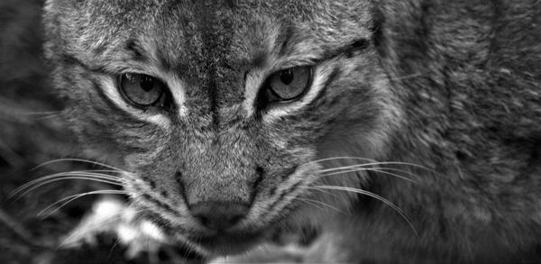 Close-up portrait of a cat