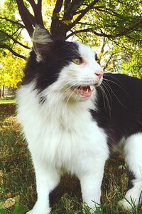 Cat relaxing on tree