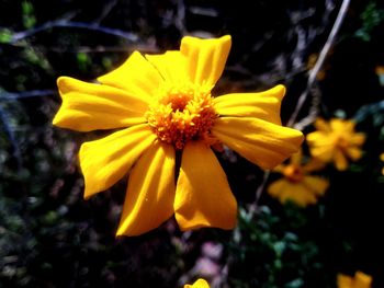 Close-up of yellow flower blooming outdoors