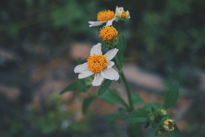 Close-up of white flowering plant