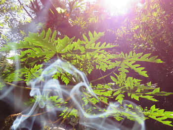 Close-up of fresh green plants against trees