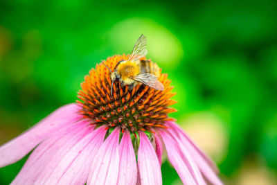 Close-up of bee pollinating on purple flower