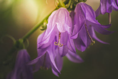 Close-up of purple flowering plant