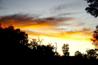 Low angle view of silhouette trees against orange sky