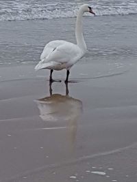 White heron on lake