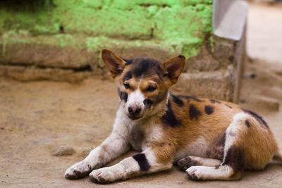 An indian little puppy posing like a tiger against a colorful and blurry background 