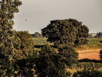 Trees on field against sky