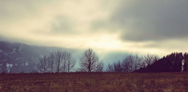 Trees against sky during sunset