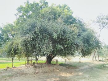 Trees on field against sky