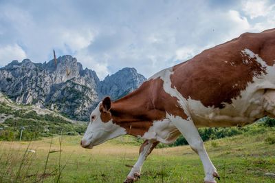 Cow standing in a field