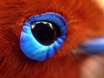 Macro shot of bird