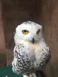 Close-up portrait of owl