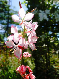 Close-up of pink flowering plant