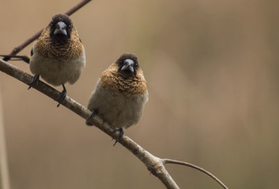 Close-up of bird perching on branch
