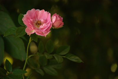 Close-up of pink rose