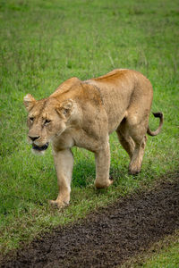 Lioness walking on field