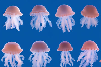 Close-up of jellyfish
