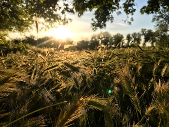 Close-up of crops growing on field against sky