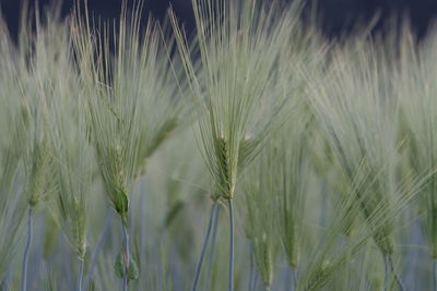 Close-up of wheat growing on field