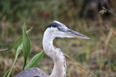 Close-up of a bird