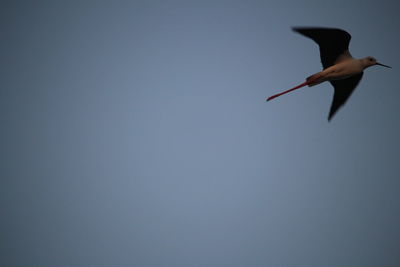 Bird flying against clear sky