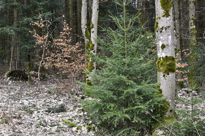 View of trees in forest