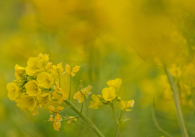 Close-up of yellow flowers