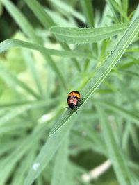 Close-up of ladybug on leaf