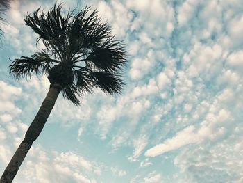 Low angle view of palm tree against sky