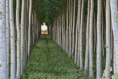 Row of bamboo trees