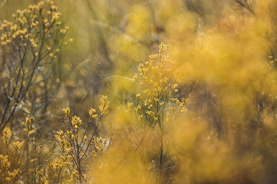 Close-up of yellow flowering plant on field