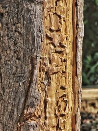 Close-up of tree trunk