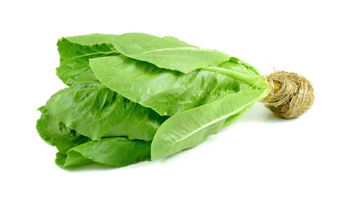 High angle view of green leaves on white background