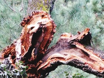 Close-up of tree trunk in forest