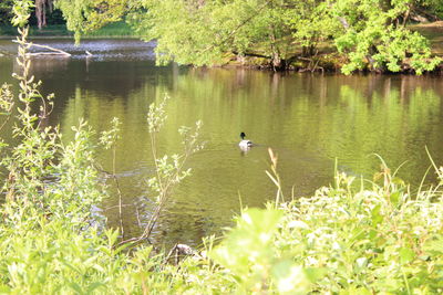 Swan in lake