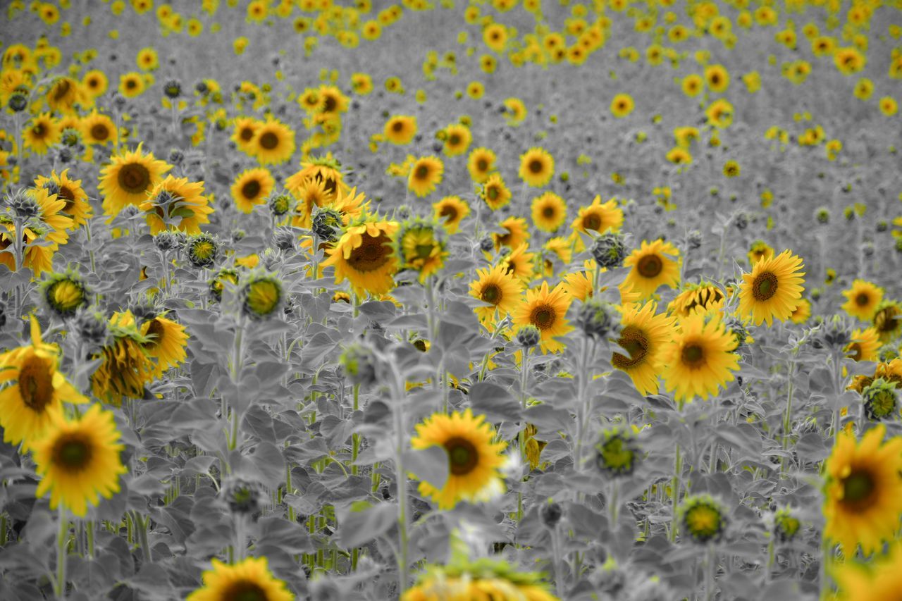 flower, growth, nature, plant, yellow, fragility, petal, flower head, freshness, close-up, sunflower, outdoors, no people, beauty in nature, uncultivated, day, blooming, black-eyed susan