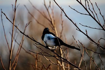 Close-up of bird perching on branch