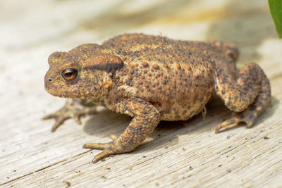 Close-up of lizard on wood