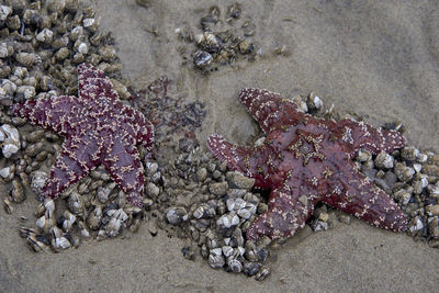Close-up of starfish on sand at beach