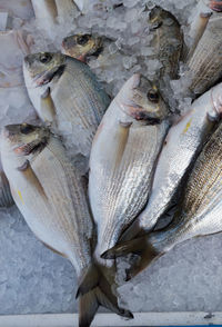 High angle view of fish on crushed ice