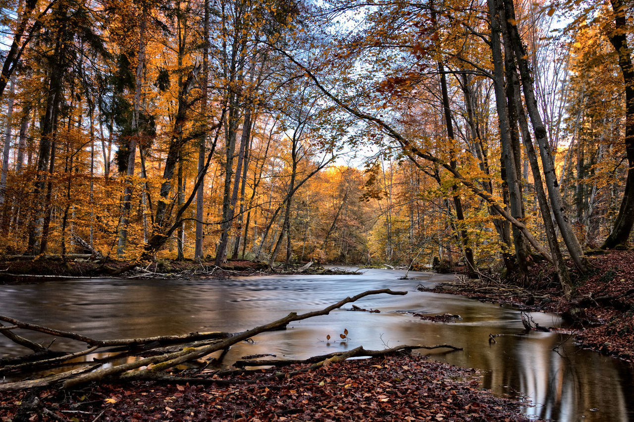 REFLECTION OF TREES IN WATER DURING AUTUMN