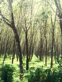 Trees in forest