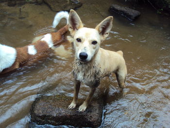 High angle portrait of dog standing in water