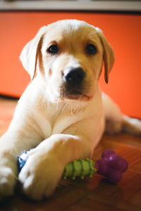 Close-up portrait of puppy sitting at home