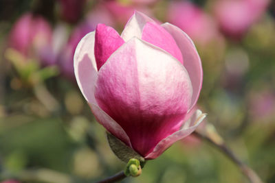 Close-up of pink rose flower bud