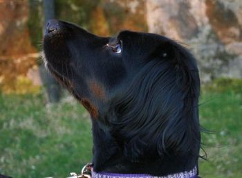 Close-up of black dog on ground